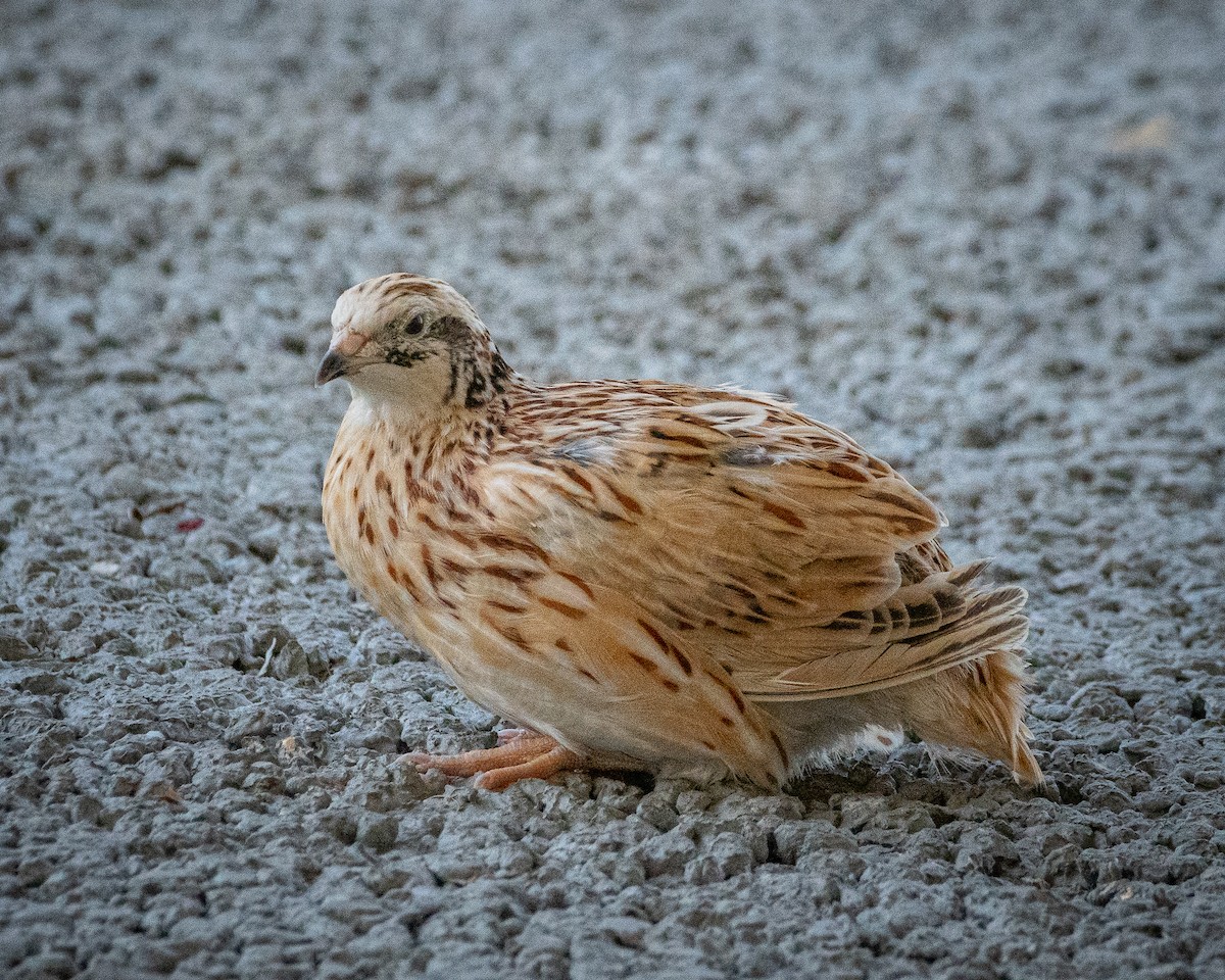 Japanese Quail - ML490524931