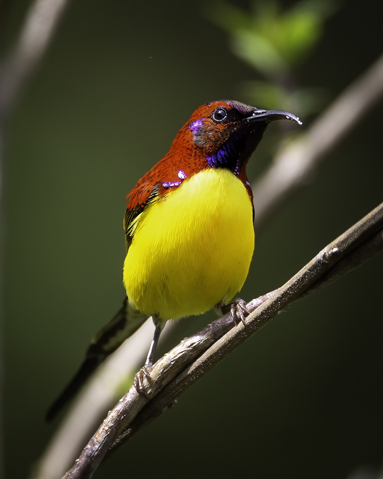 Mrs. Gould's Sunbird (Yellow-breasted) - ML490525421