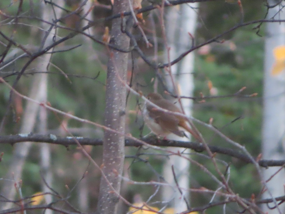 Hermit Thrush - ML490525701