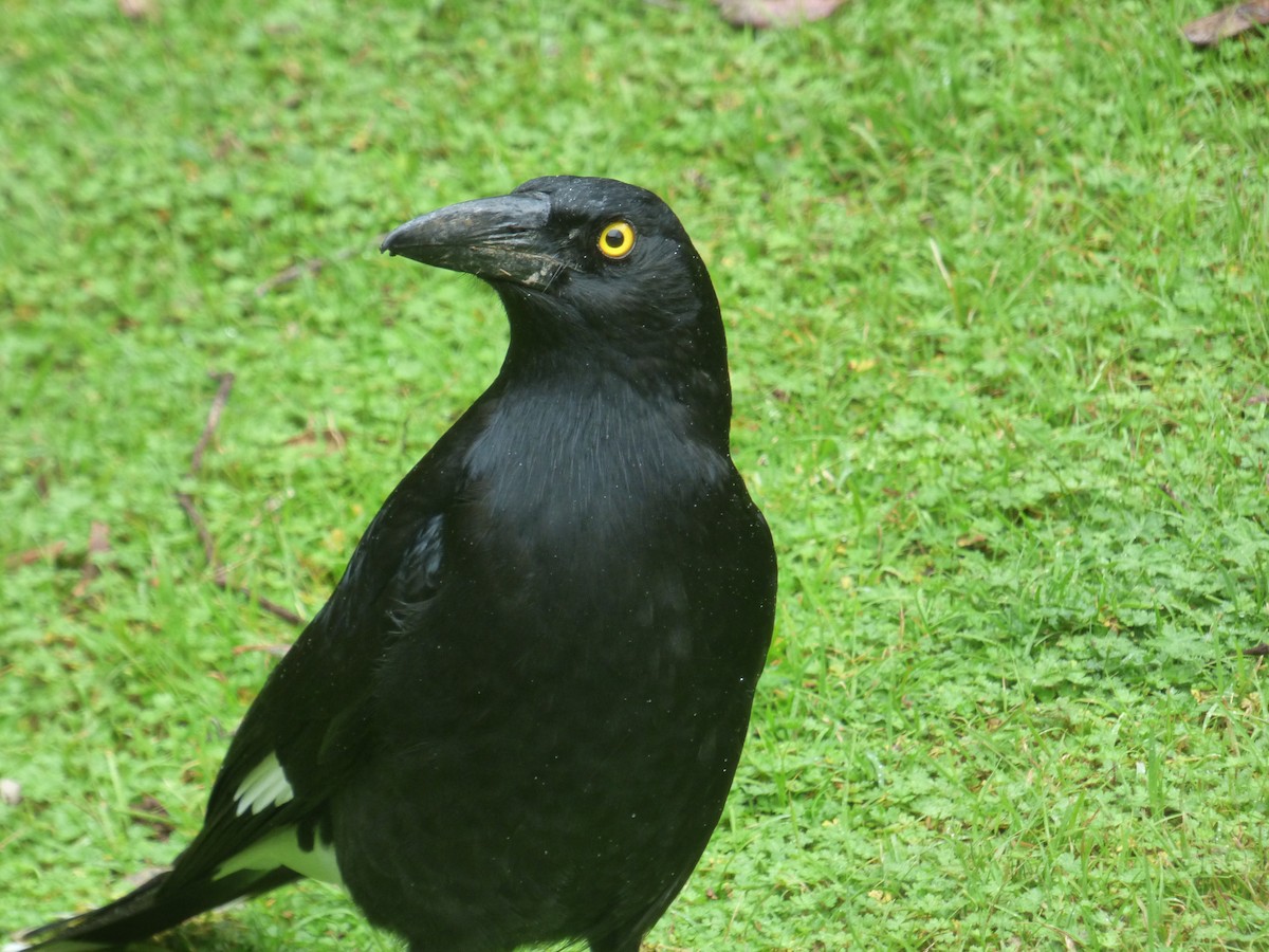 Pied Currawong - Matt Hinze