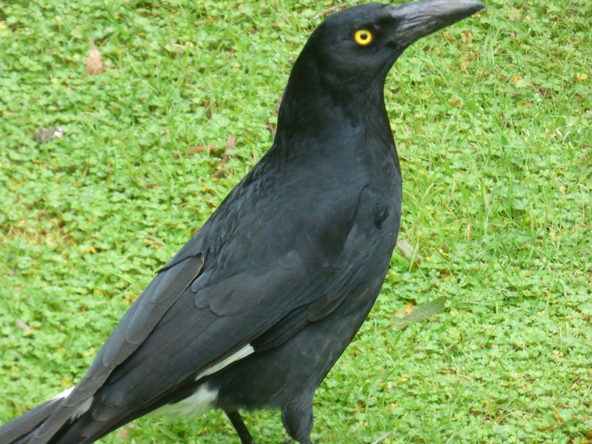 Pied Currawong - Matt Hinze