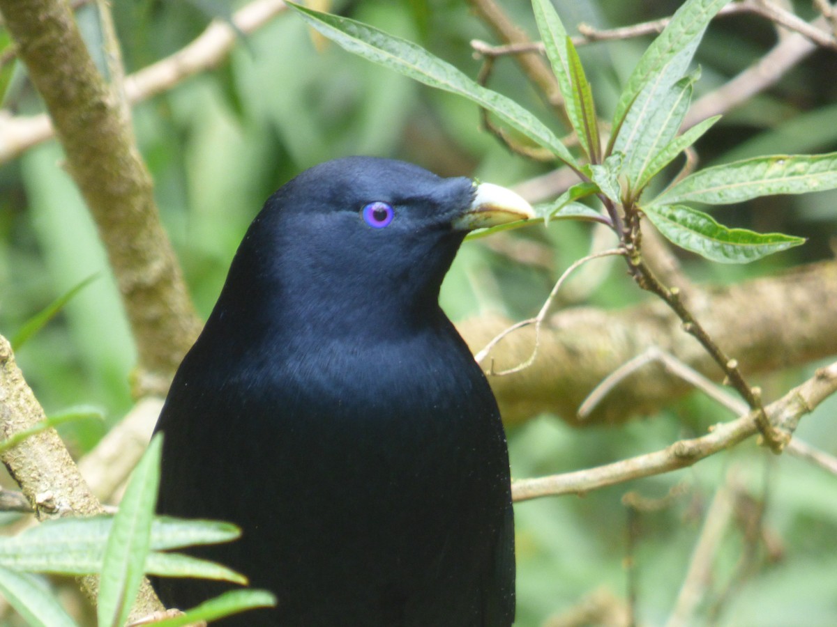 Satin Bowerbird - ML490526091