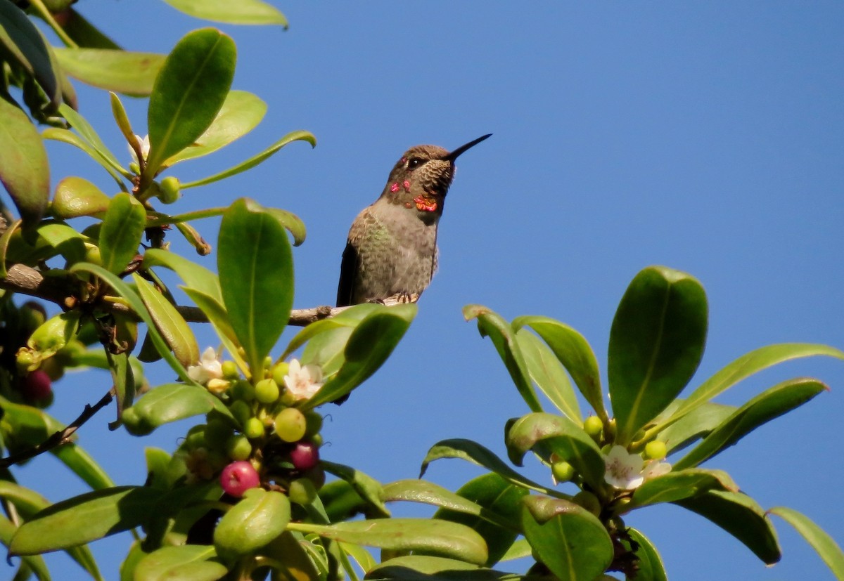 Anna's Hummingbird - ML490527441