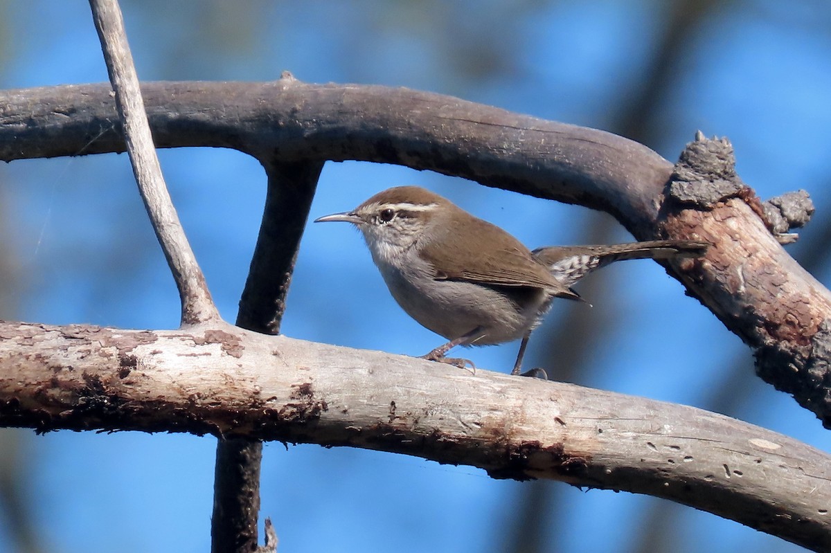 Bewick's Wren - ML490527631