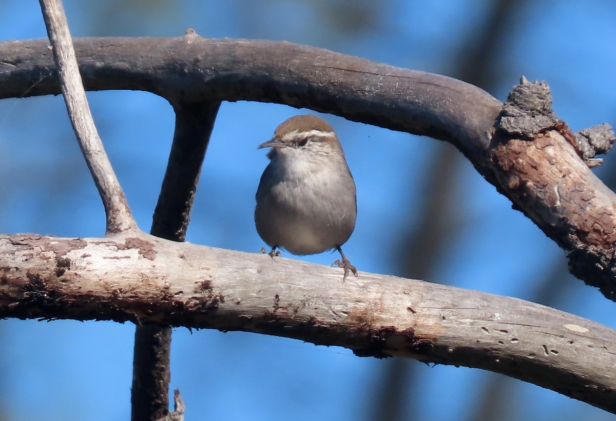 Bewick's Wren - ML490527651