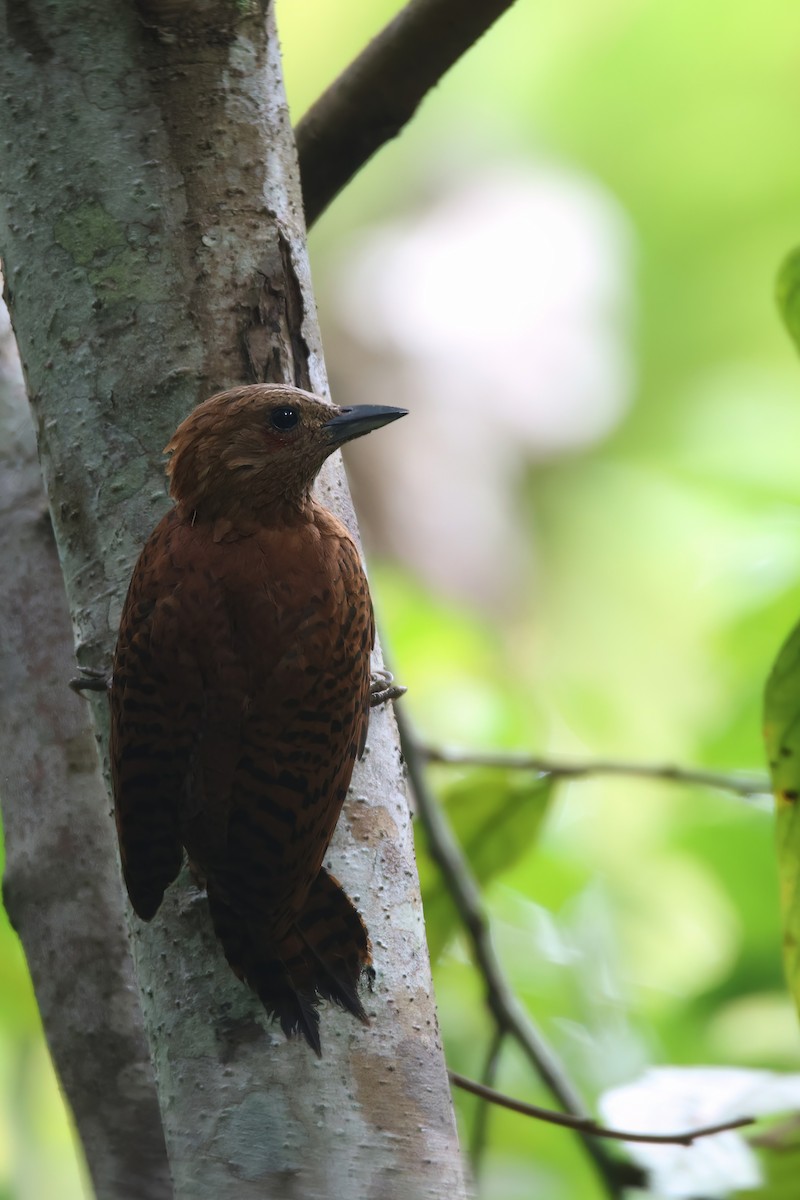 Rufous Woodpecker - ML490528871