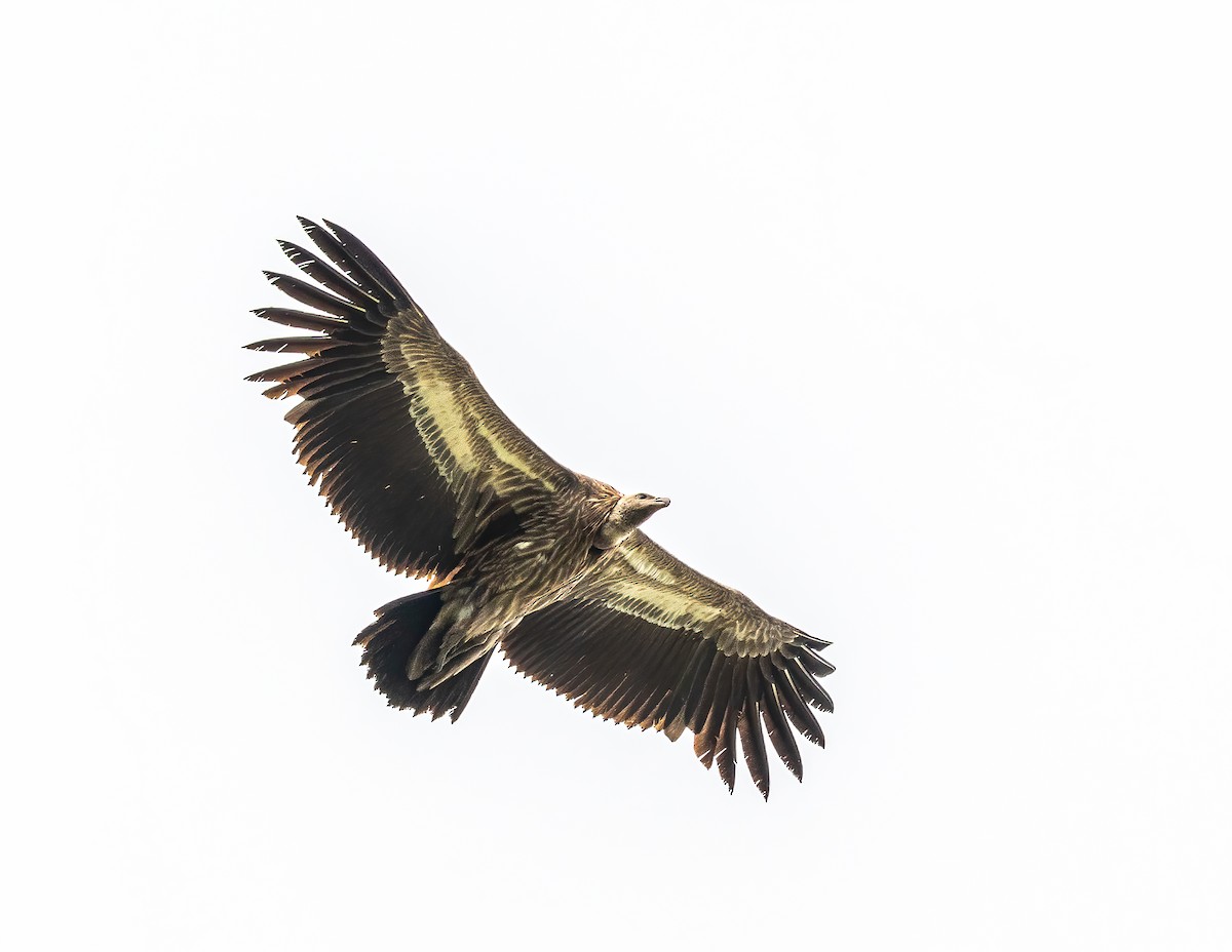 Himalayan Griffon - Flying Osprey