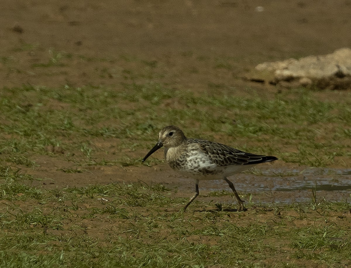 Bécasseau variable - ML490529351