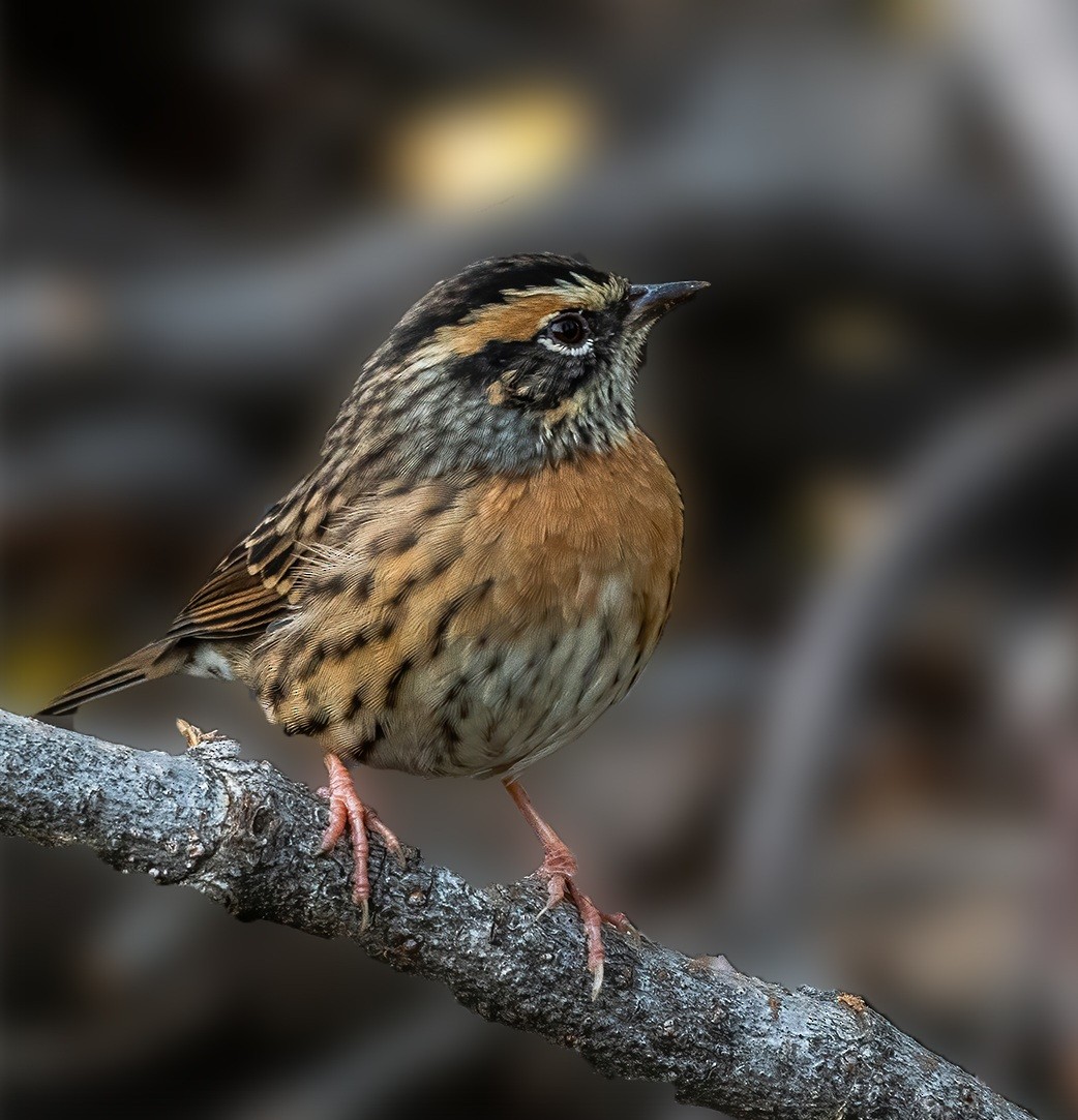 Rufous-breasted Accentor - Flying Osprey