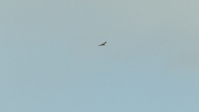 Австралийский орёл-карлик - ML490531071