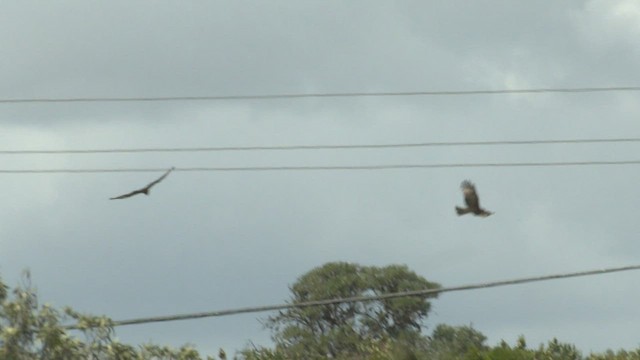 Square-tailed Kite - ML490531831