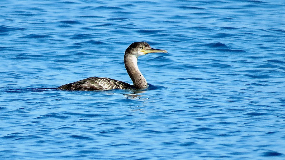 Cormorán Moñudo - ML490532411