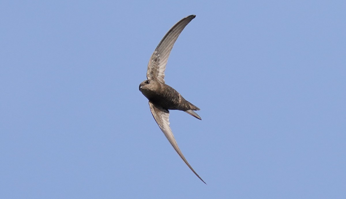 Plain Swift - ML490533821