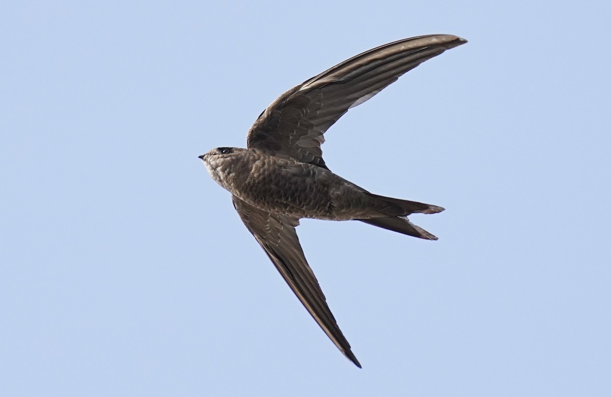 Plain Swift - Paulo Belo