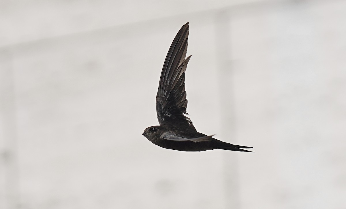 Plain Swift - ML490533851