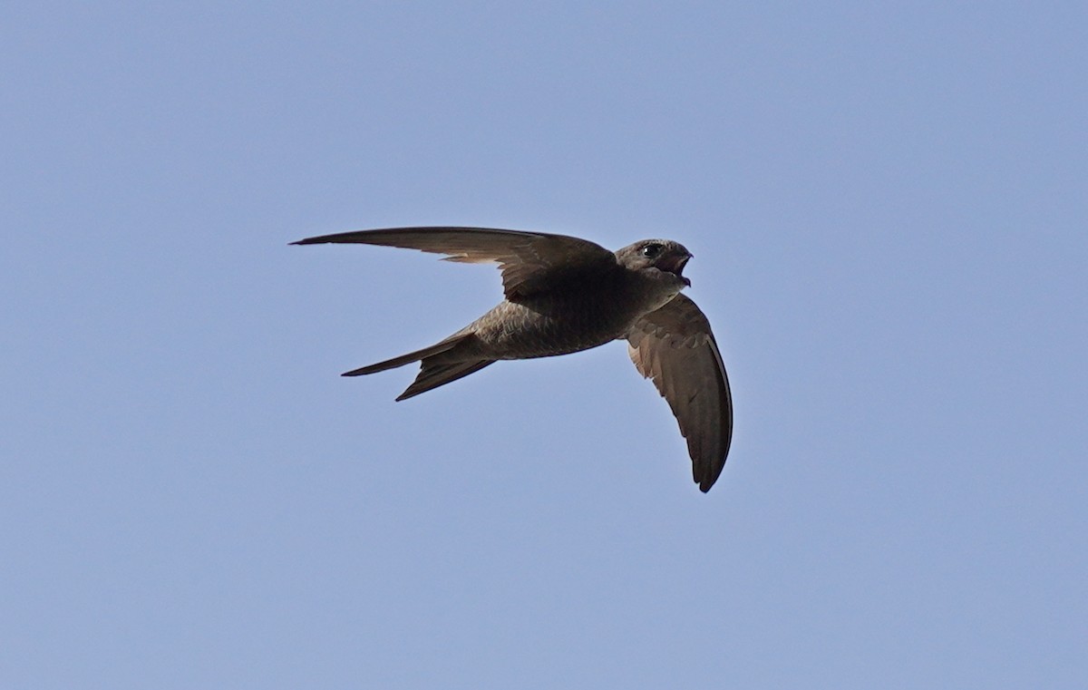 Plain Swift - Paulo Belo