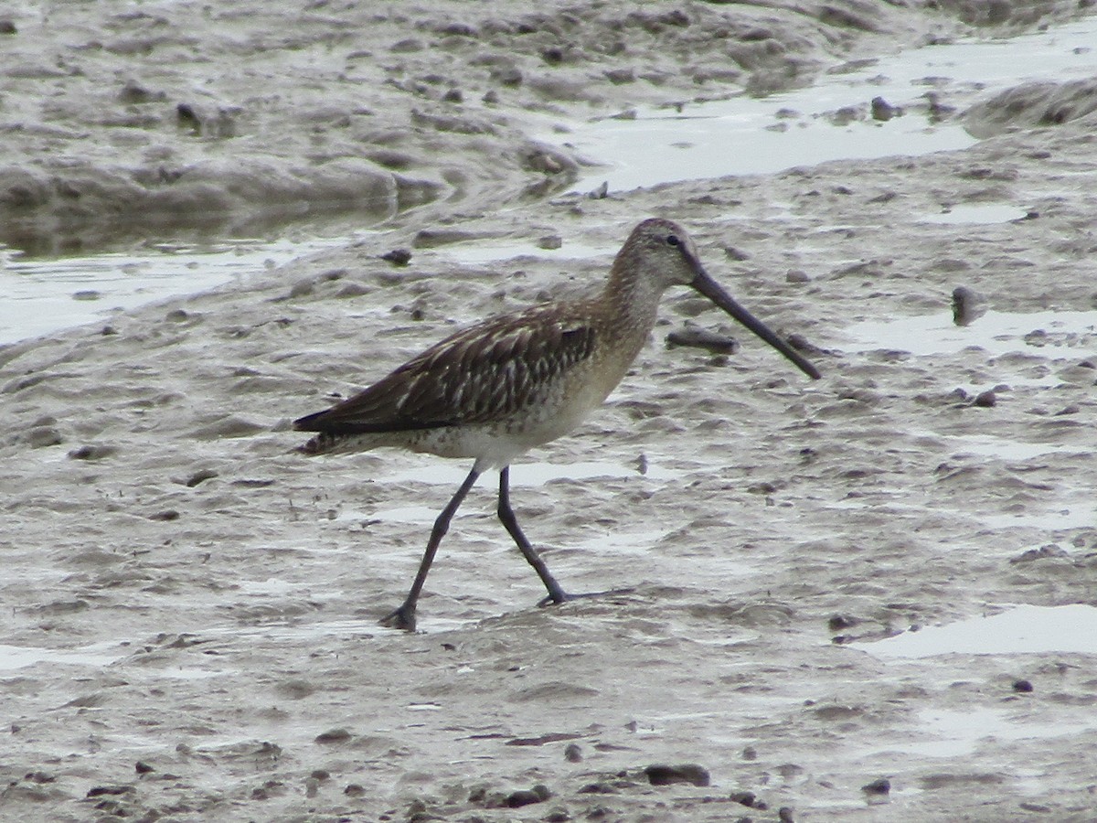 Asian Dowitcher - ML490533961