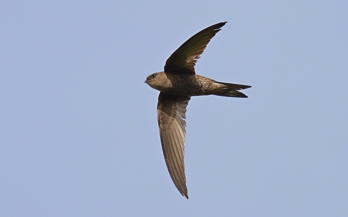 Plain Swift - ML490533971