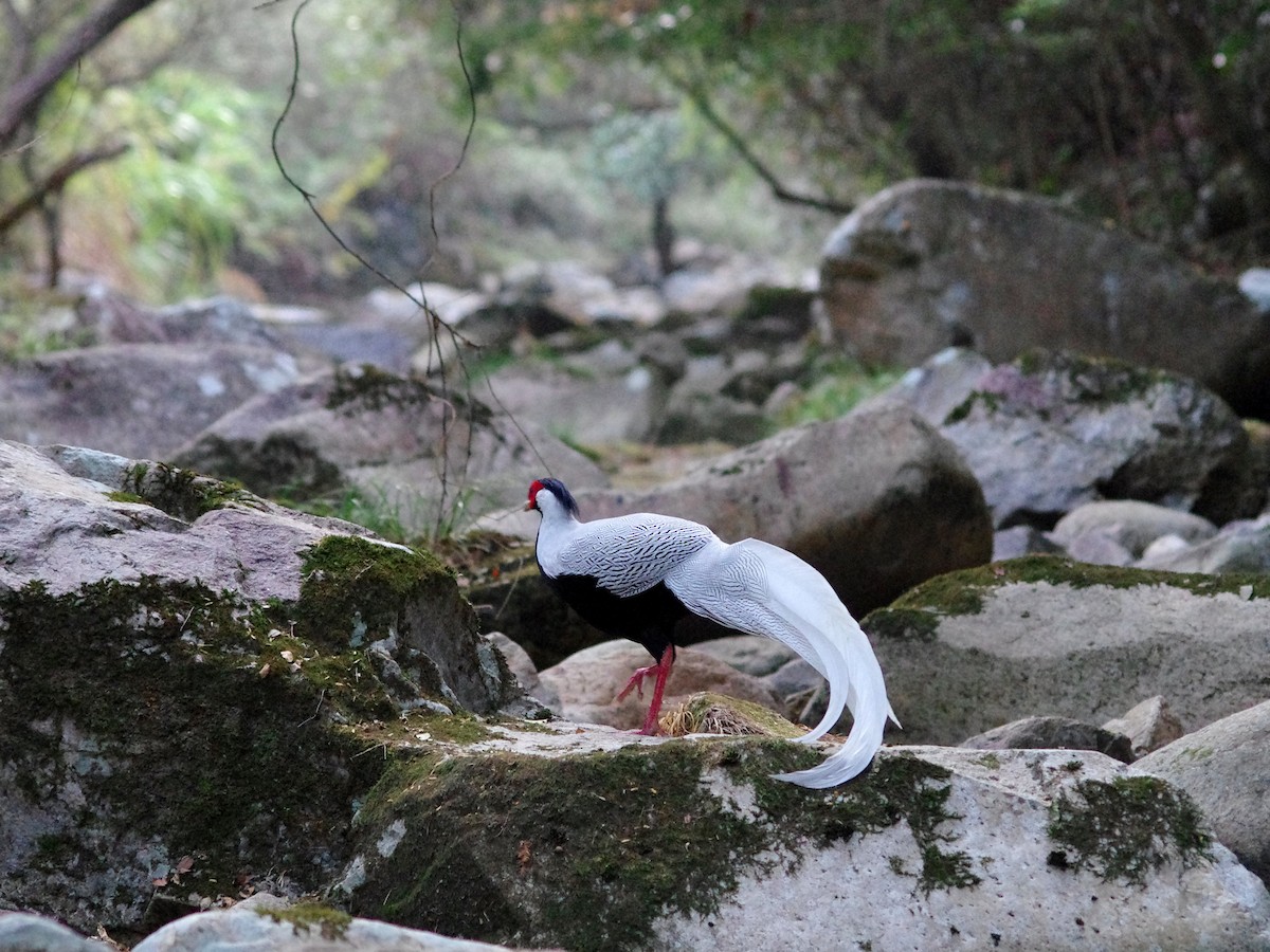 Silver Pheasant - ML490535421