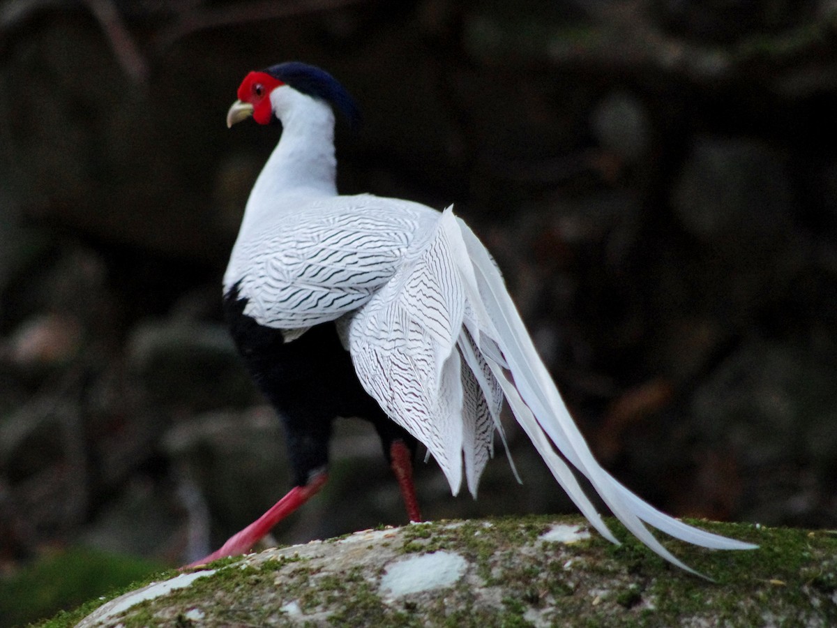 Silver Pheasant - ML490535431