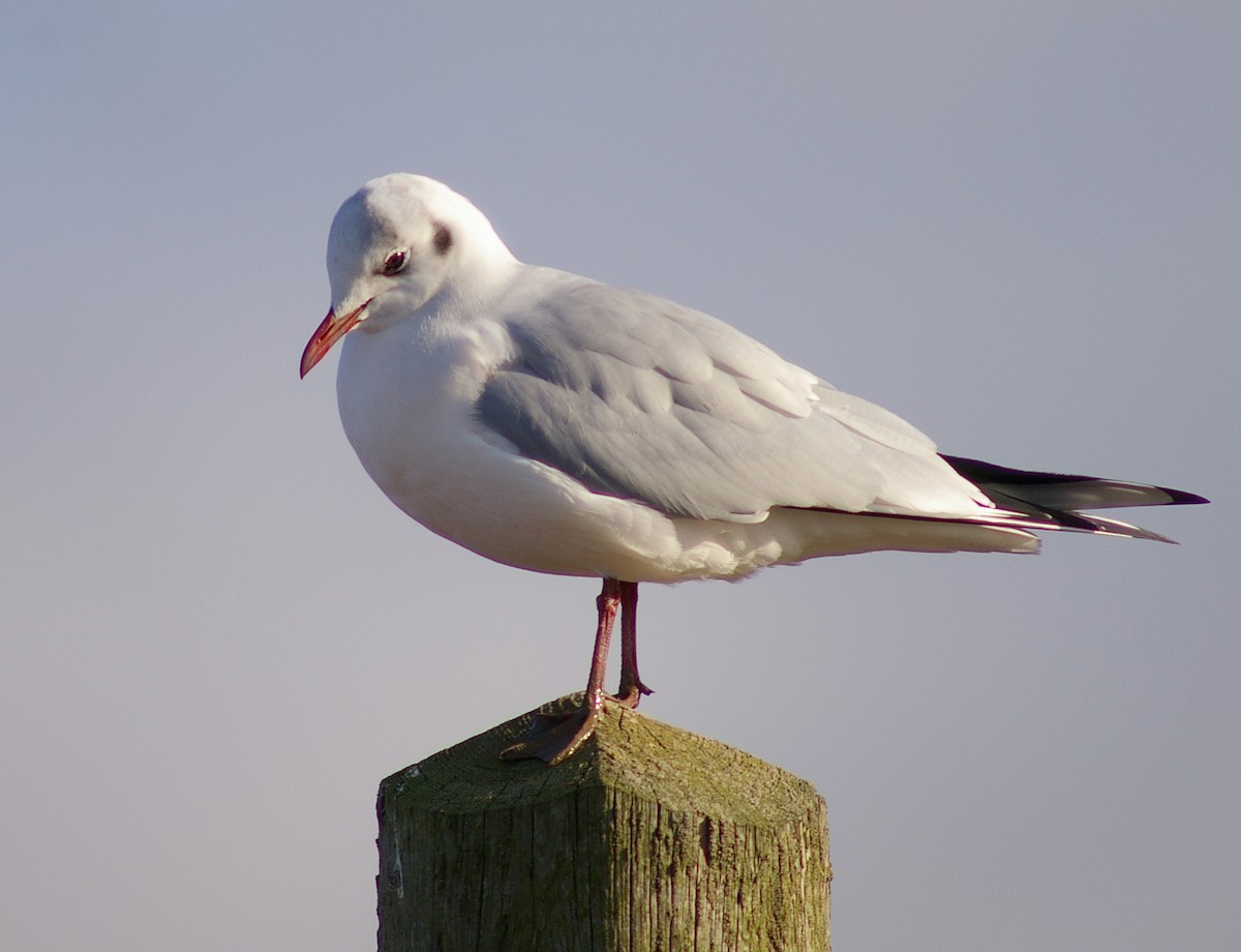 Black-headed Gull - ML490536011