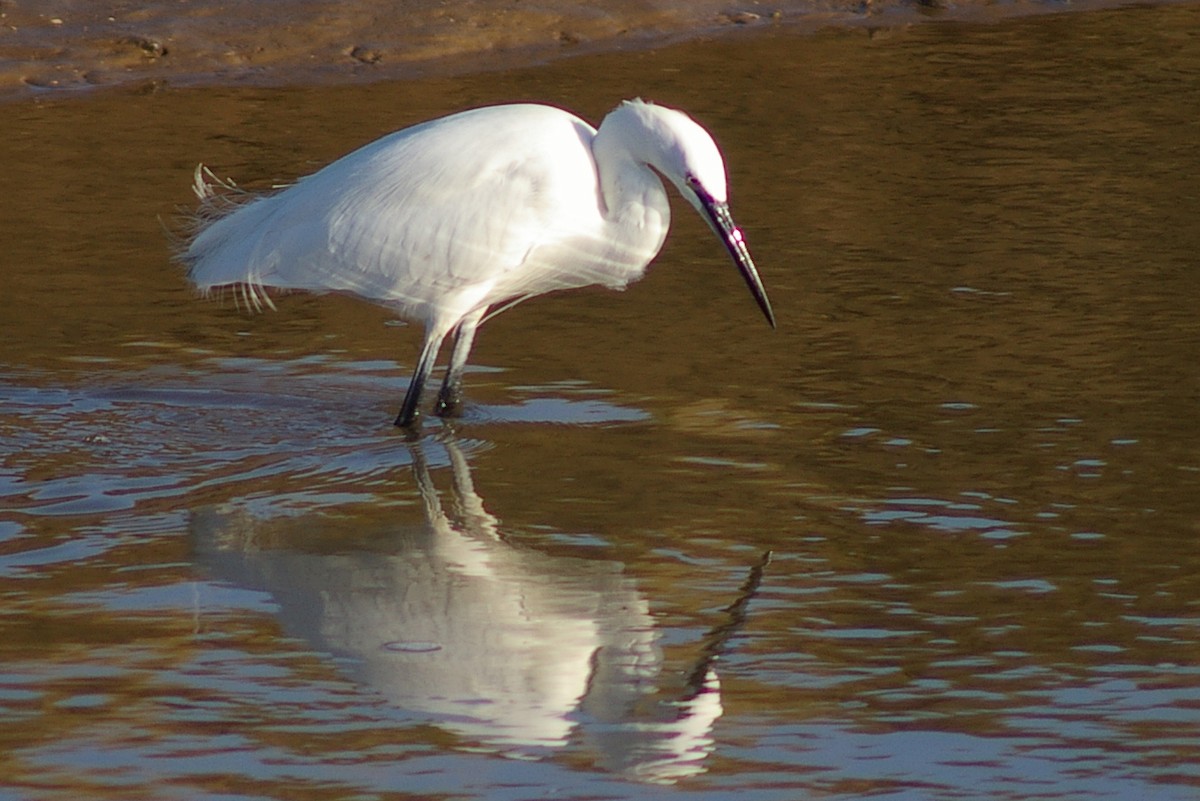 Little Egret - ML490536061