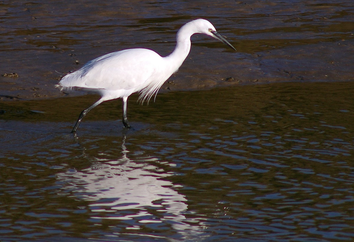 Little Egret - Dave Curtis