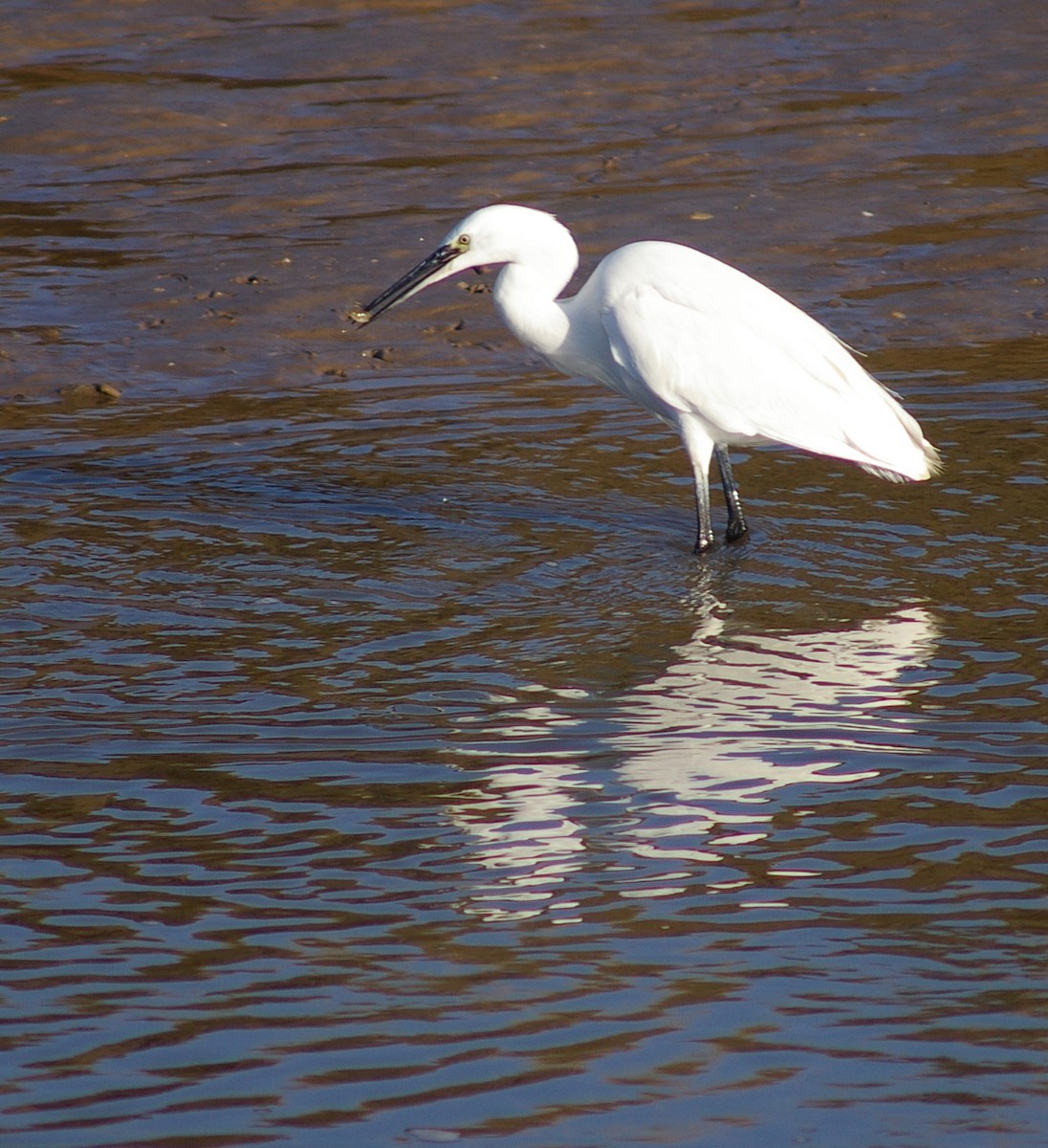 Little Egret - ML490536091