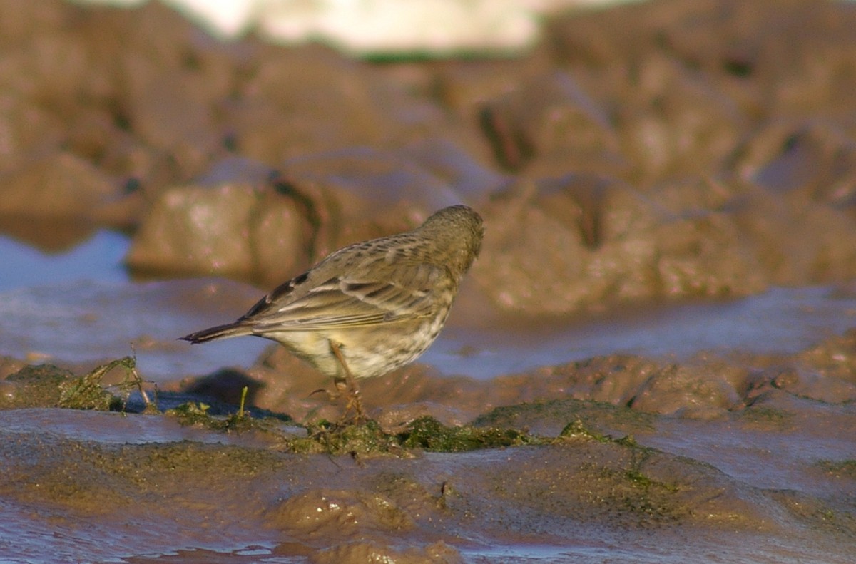 Rock Pipit - ML490536101