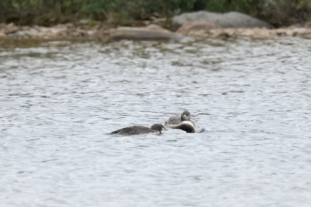 Pacific Loon - ML490536671