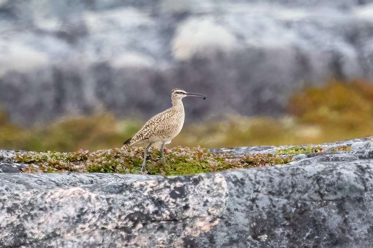 Regenbrachvogel - ML490536861