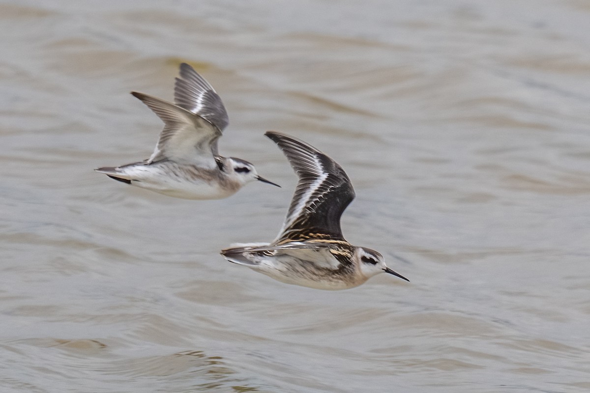 Phalarope à bec étroit - ML490536891