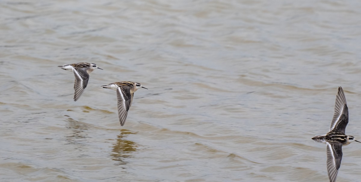 Phalarope à bec étroit - ML490536901