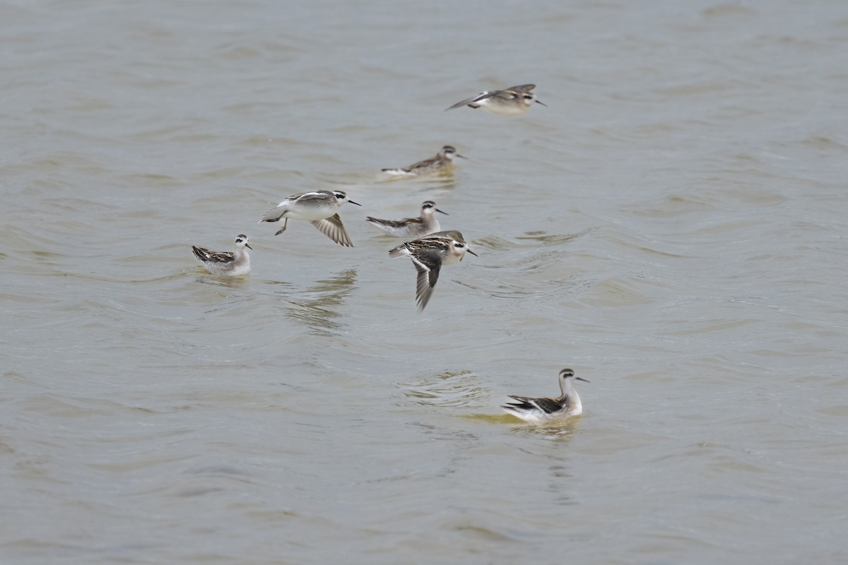 Phalarope à bec étroit - ML490536911