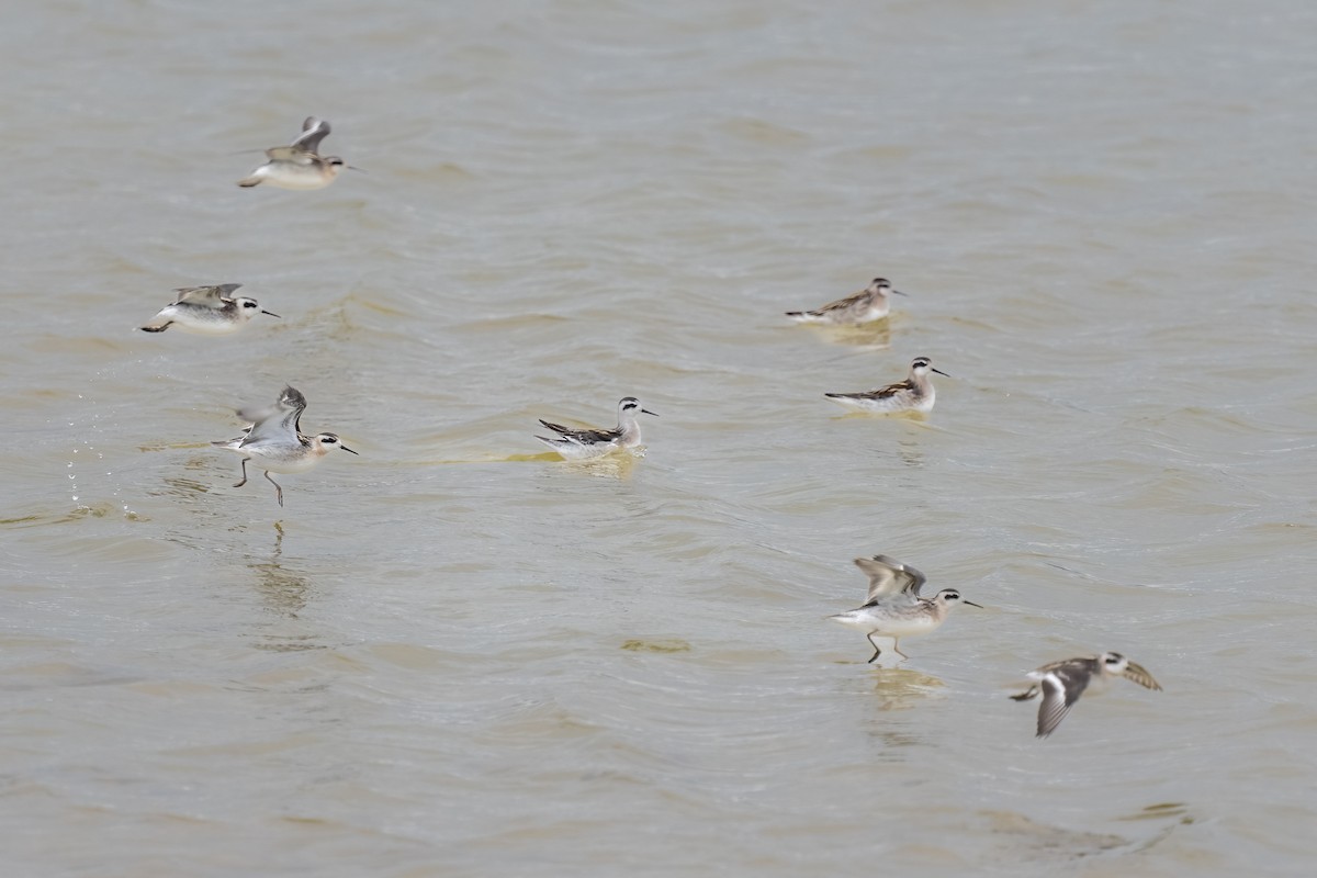 Phalarope à bec étroit - ML490536961