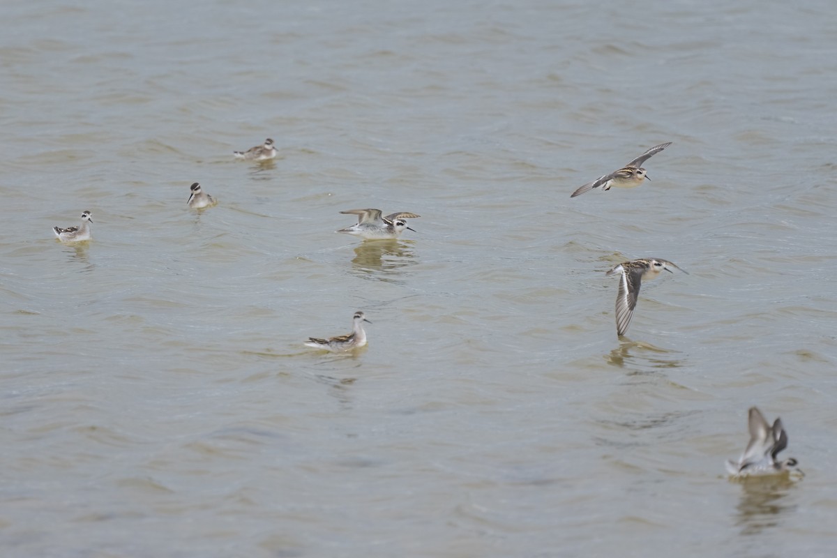 Phalarope à bec étroit - ML490536971