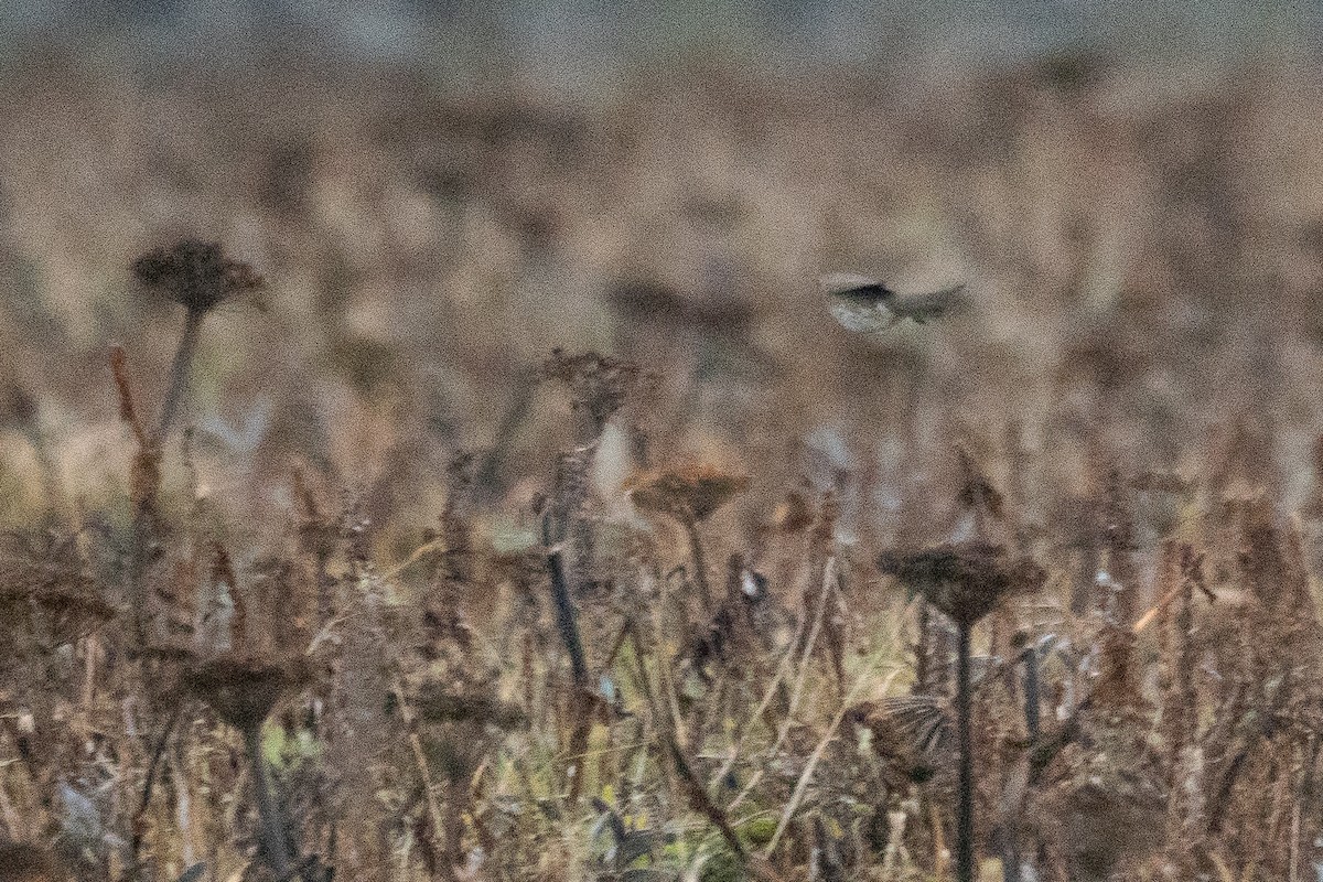 Song Thrush - ML490537011