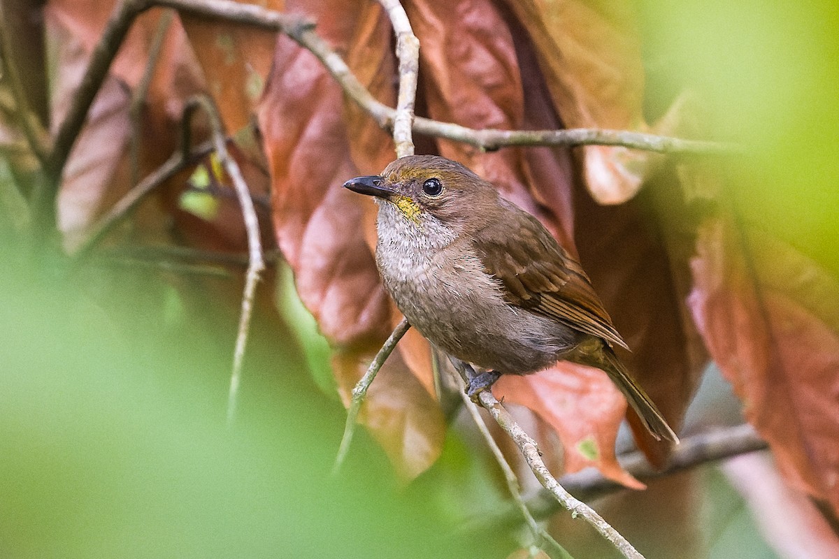 Fiji Whistler (Fiji) - ML490538351