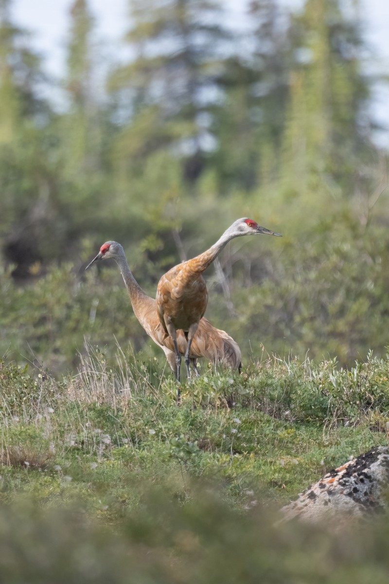 Sandhill Crane - Gillie Matthew