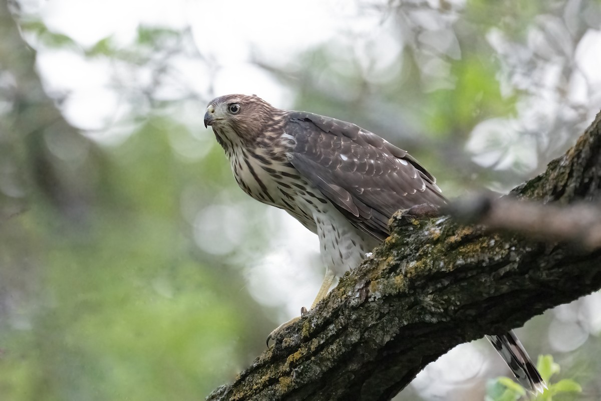 Cooper's Hawk - ML490539981