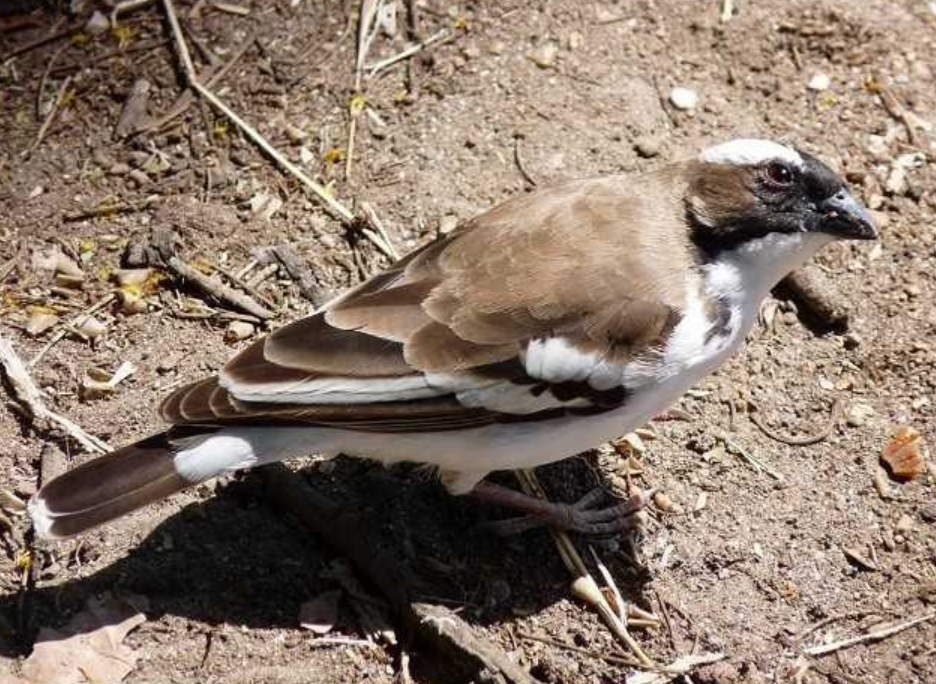 White-browed Sparrow-Weaver - ML490540391