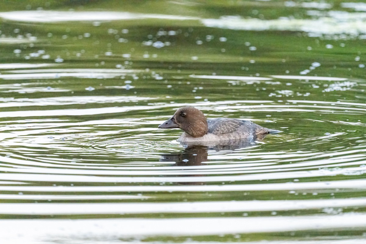 Common Goldeneye - ML490540531