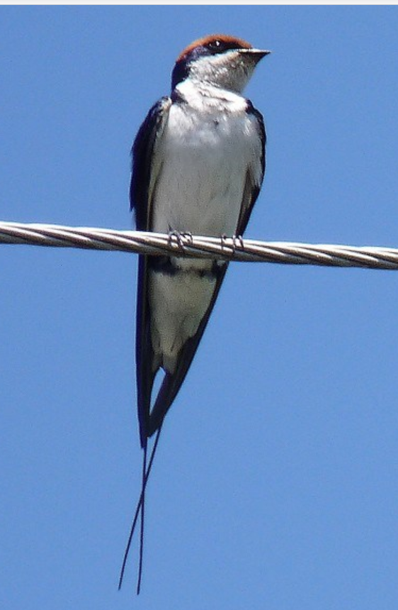 Wire-tailed Swallow - ML490540561