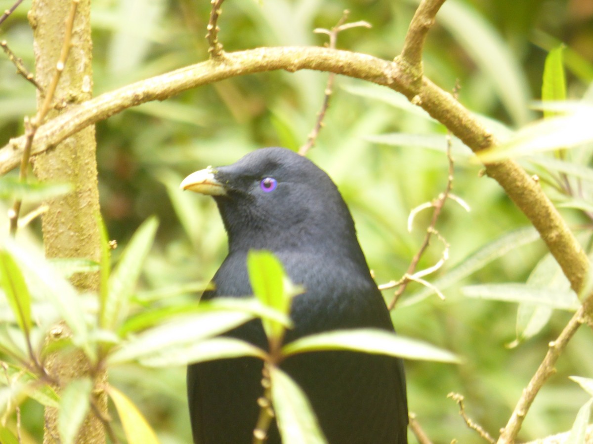 Satin Bowerbird - ML490543101