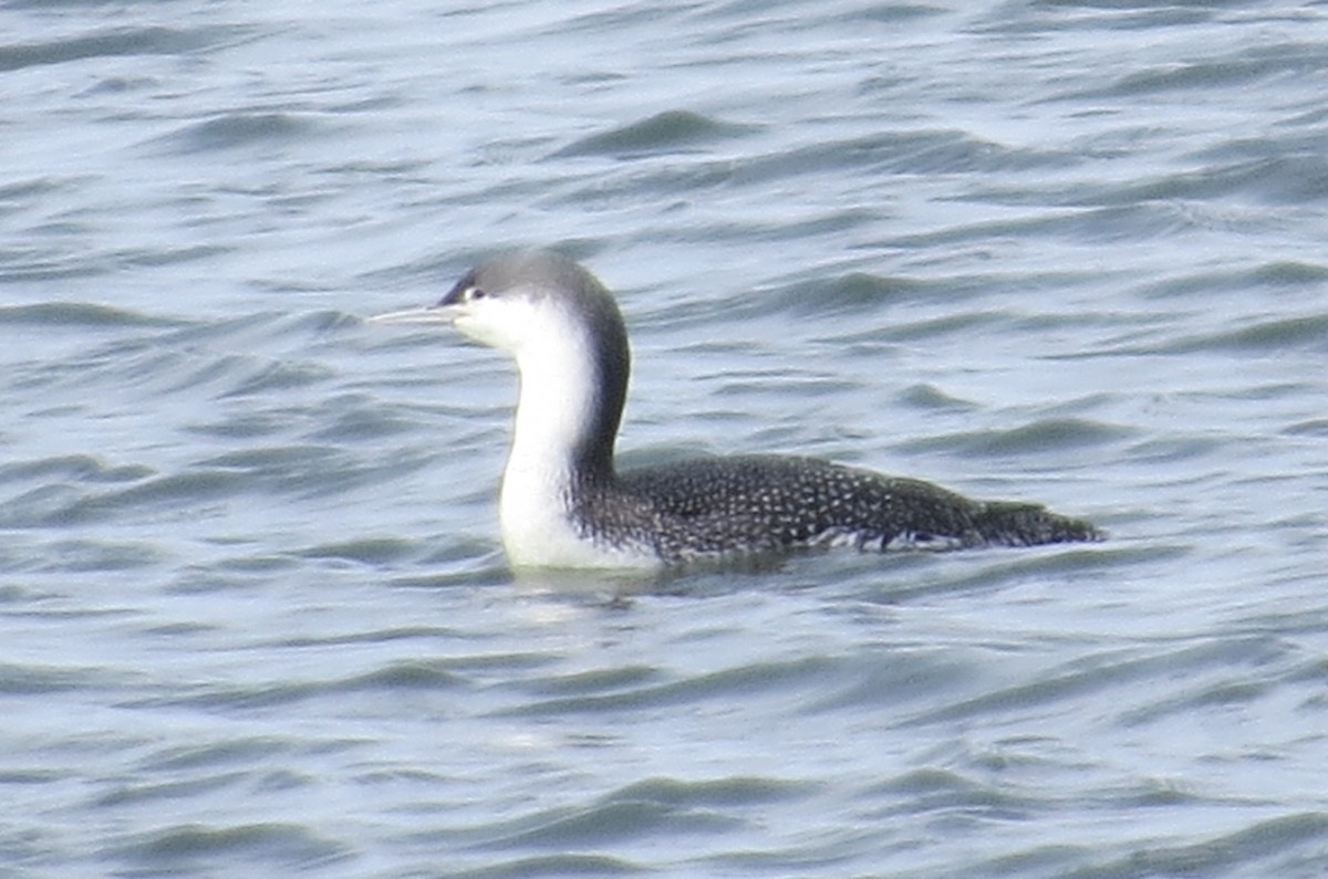 Red-throated Loon - ML49054441
