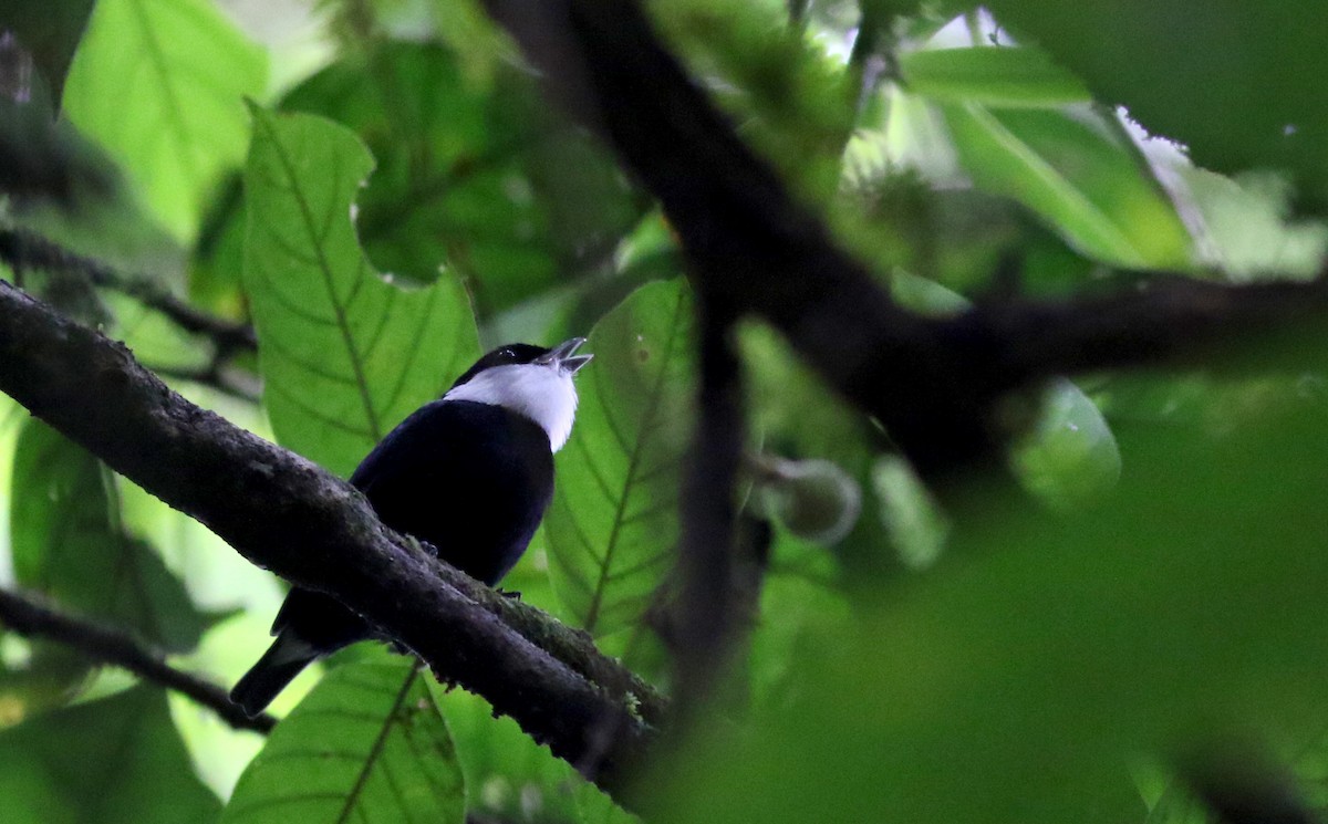 White-ruffed Manakin - ML49054491