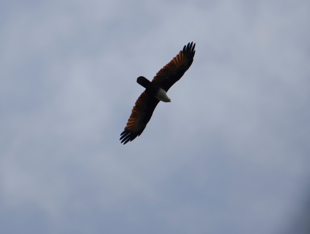 Brahminy Kite - ML490545911