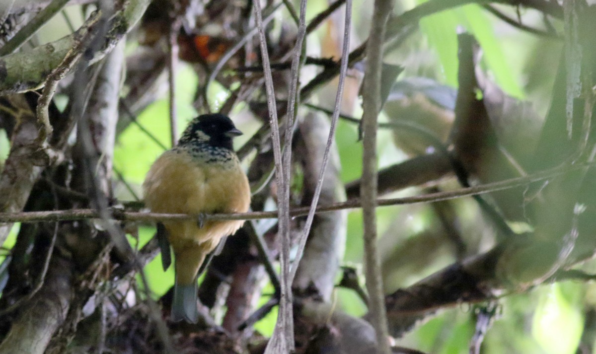 Spangle-cheeked Tanager - ML49054601