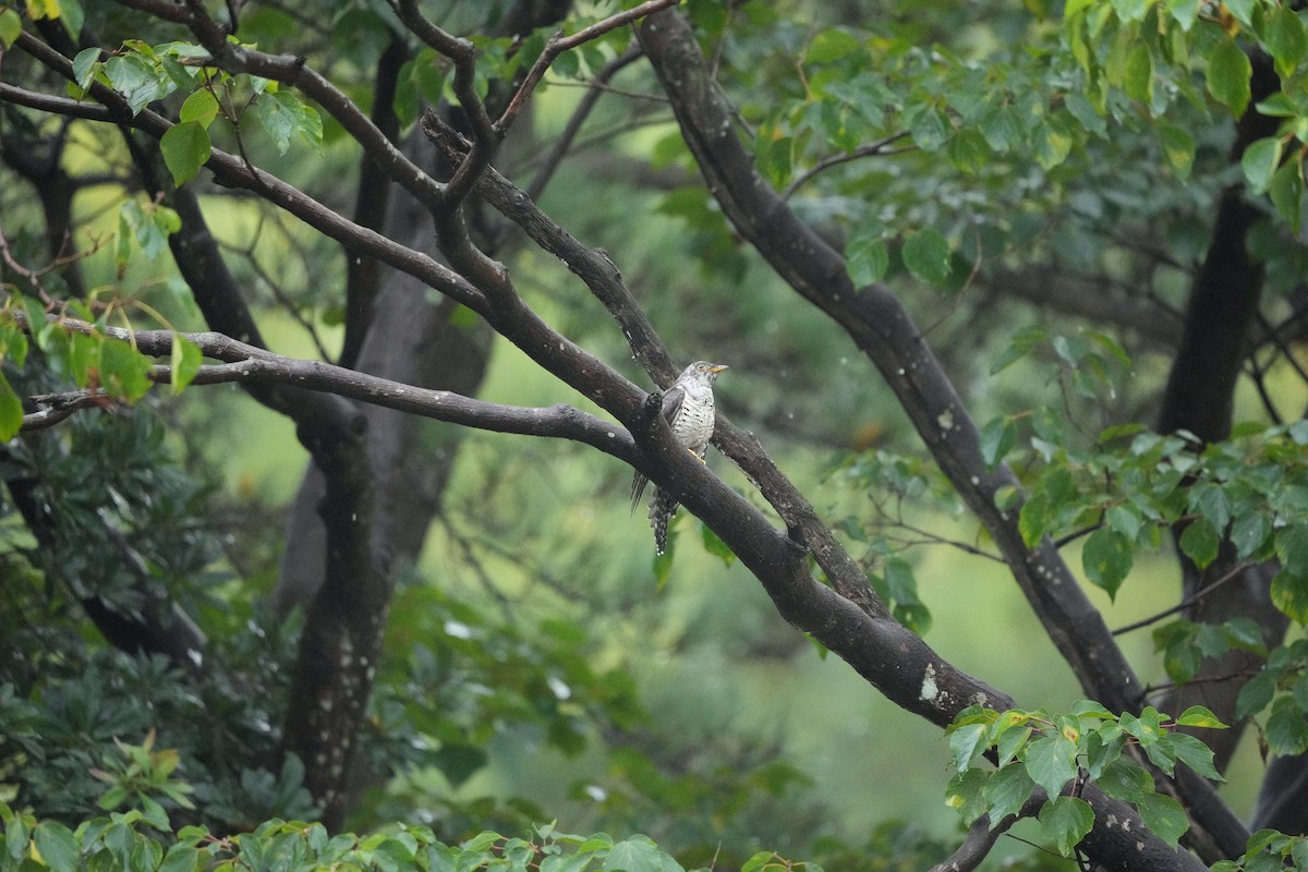 Oriental Cuckoo - ML490546341