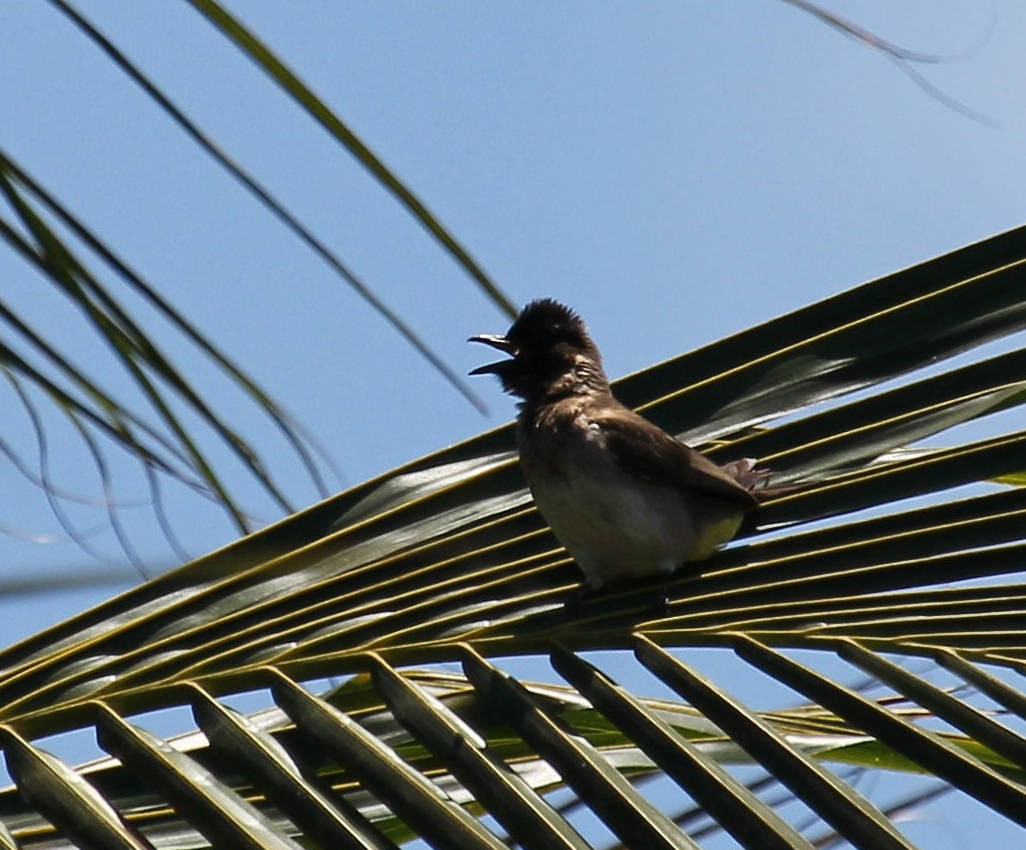 Common Bulbul - Andrey Vlasenko